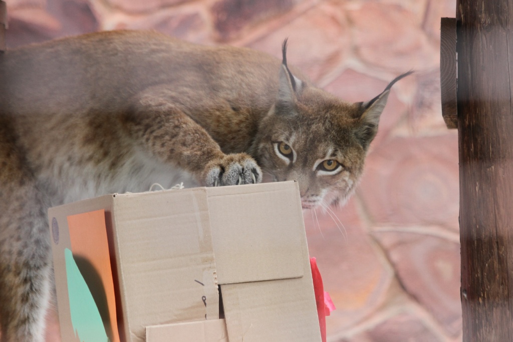 ������� ��������CAMC2820.jpg